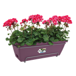 barcelona allin1 50cm esdoorn paars